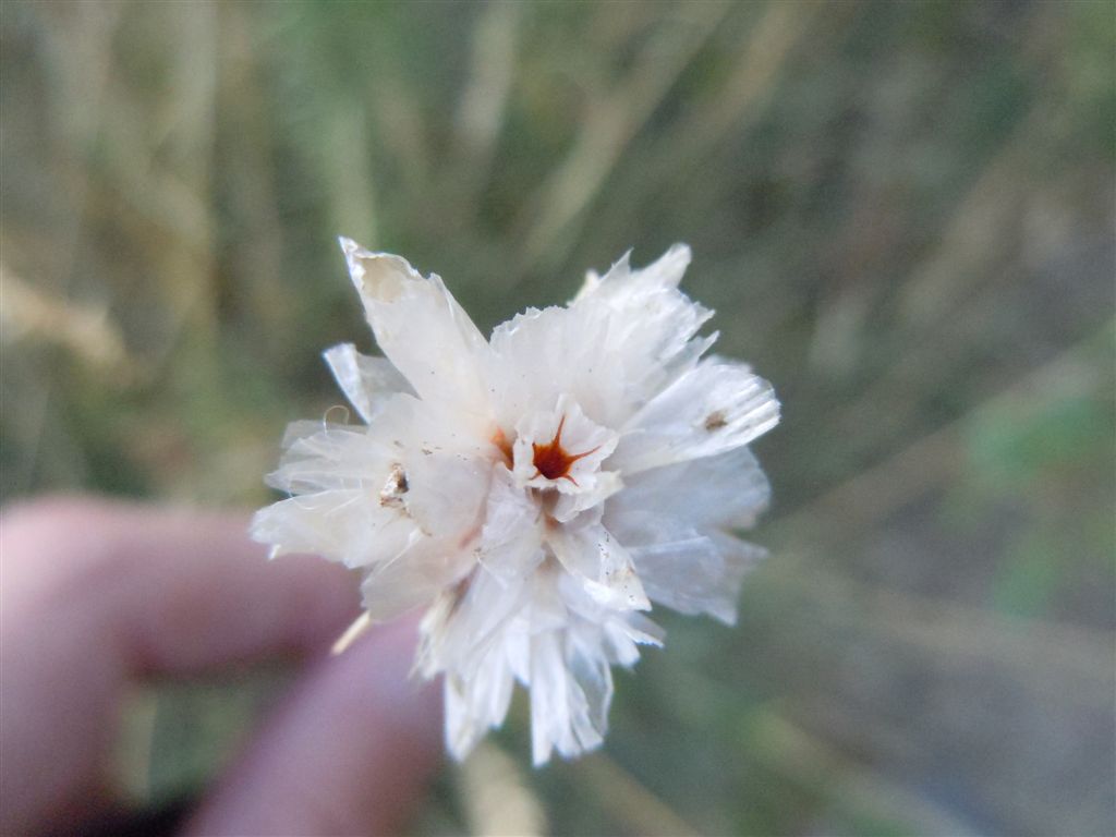 Armeria canescens / Spillone biancastro